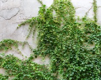 Ignorada por muitos, essa planta nasce sozinha em muros, é fonte de proteína e surpreende na cozinha