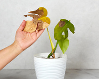 Minhas plantas sempre queimavam no calor, até que fiz 4 ajustes simples que mudaram tudo