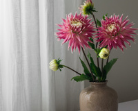 Quais são as melhores flores de verão para ter nesta época do ano?