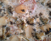 Filé de peixe com brócolis e batata