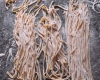 Massa Caseira de Macarrão