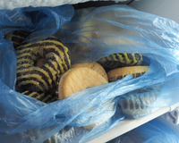 Dicas infalíveis para congelar doces e aproveitar por muito mais tempo