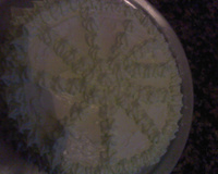 Bolo de limão com chantilly