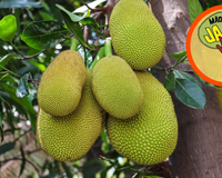 Doação gratuita de jaca acontece na Quinta da Boa Vista no dia 28 a partir das 8h