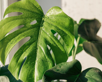 Os segredos para deixar a costela-de-adão saudável e vibrante; a planta vai ficar bonita o ano todo!