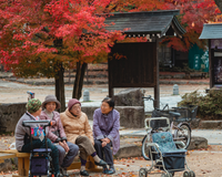 É isso que os centenários de uma ilha no Japão comem no lugar do pão e você pode plantar em casa