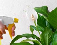 Com esse truque simples você vai saber o momento certo de regar o lírio-da-paz: cultivo dessa planta que é ótima para ter em casa é fácil