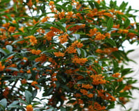 Adeus aromatizador: a árvore mais perfumada do mundo pode perfumar sua casa inteira e o TudoGostoso te ensina a cultivar