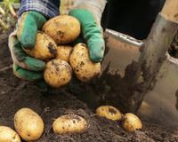 Perguntamos aos jardineiros qual a melhor época para plantar batatas, e todos disseram a mesma coisa