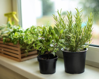 Como plantar temperos em casa: um guia para ter alecrim, manjericão, hortelã e outras ervas frescas todos os dias