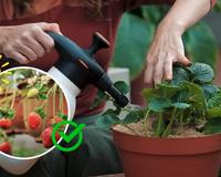 5 dicas que aprendi com uma jardineira para plantar morango em vaso sem veneno