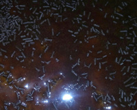 Bolo de cenoura rápido