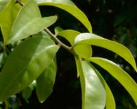 Fácil de cultivar, folha rica em cálcio e ferro que ajuda músculos e ossos cresce sem nenhum esforço em vasos
