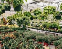 "Precisamos parar de comprar": o alerta de um especialista sobre planta vendida nas grandes lojas de jardinagem