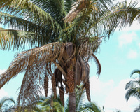 Babaçu: saiba mais sobre essa palmeira e as suas utilidades