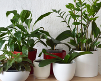 Se você não consegue cuidar nem das suculentas, calma: confira no TudoGostoso essas plantas ainda mais resistentes e fáceis de cuidar