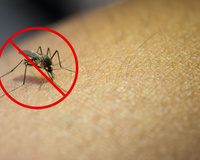 Me livrei dos mosquitos em casa com um truque muito simples: você só precisa desse ingrediente que todos temos na cozinha