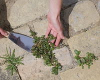 Os jardineiros deixaram de usar vinagre branco nas ervas daninhas: o que eles usam em vez disso está presente em todas as cozinhas após cada refeição