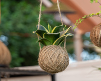 Nem vaso, nem jardim: técnica japonesa cultiva plantas flutuantes de um jeito elegante e econômico