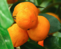 4 frutas que os japoneses comem todos os dias e tem no Brasil: o resultado é imunidade forte, pele macia e muita energia