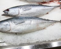 Perigo na peixaria: os 5 sinais de alerta que mostram que o peixe não está fresco