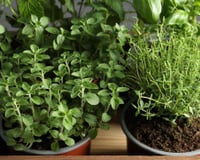 Horta em casa: as 8 plantas fáceis de cultivar que vão economizar seu dinheiro no mercado