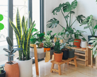 Já ouviu falar em plantas que afastam o azar? Elas existem e é melhor você ter em casa!