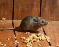 Especialistas em controle de pragas concordam: vedar rachaduras e armazenar alimentos adequadamente ajuda a manter os roedores longe de sua casa
