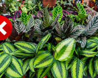 Não tenha essa planta em casa de forma algum: ela atrai insetos e pragas