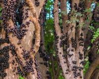 Dica de um amigo jardineiro: essas são as 8 árvores frutíferas que você pode plantar na calçada para deixar a frente da sua casa mais colorida