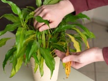Jaime Gumiel, jardineiro: "Um limão salvou todas as minhas plantas de secarem e ficarem com folhas amarelas."