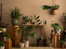 Não precisa bater luz do sol na sua casa para ter essas nove plantas, elas amam sombra!