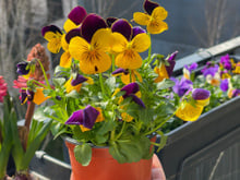 Nem só de água vive a planta: veja o ingrediente que faz o jardim explodir flores em poucos dias