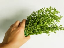 Nem alecrim, nem hortelã: essa planta considerada medicinal cria uma barreira contra os mosquitos no seu quintal
