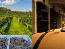 Você precisa conhecer a capital brasileira do vinho: é pra beber, comer e relaxar!