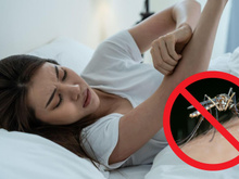 Muito calor e mais mosquitos: veja como fazer repelente natural de acordo com farmacêutico