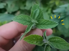 Planta que você tem no quintal e nem sabe combate insônia, estresse, ansiedade, problemas estomacais, infecções respiratórias e você só precisa de 2 folhas!