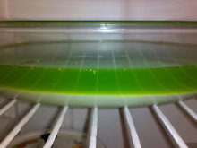 Gelatina com creme de limão - fácil e rápida