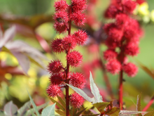 Não existe antídoto para o veneno. Ela cresce na Polônia e é 6.000 vezes mais potente que o cianeto