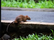 Nada de produtos químicos: truque genial para manter roedores longe do jardim com uma simples garrafa plástica