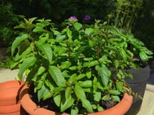 Ainda não tem hortelã na horta? 4 motivos além do uso na cozinha para plantá-la no seu jardim
