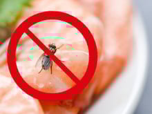 Adeus às moscas na sua cozinha: essas plantas são repelentes naturais e ideais para ter em qualquer tipo de casa