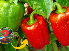 Os três produtos que devem ser usados no pé de pimentão para acelerar o crescimento da planta