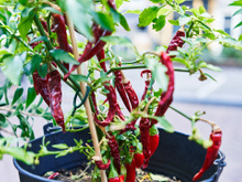 É assim que eu tenho pimentas frescas em casa o ano inteiro para temperar a minha comida