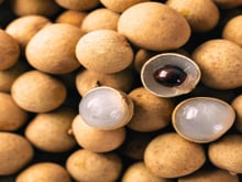 A fruta asiática conhecida como "olho de dragão" que está despertando o interessante dos agricultores brasileiros: tem sabor que lembra mel e potencial para ser a novidade do mercado