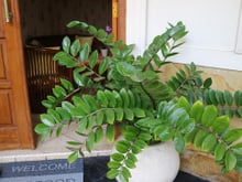 Zamioculcas: como cuidar, plantar, tirar muda, regar do jeito certo e os principais problemas que você pode passar