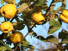 A árvore frutífera que já foi muito cultivada e consumida no Brasil, mas hoje é muito rara: serve para o preparo de um doce clássico que marcou a infância de muitos