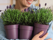 Essa é a minha planta favorita para ter na varanda do apartamento porque floresce o ano todo e não atrai mosquitos!