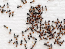 Bora saindo! Mulher viraliza após usar truque inusitado para expulsar formigas do açúcar, mas qual a explicação?!