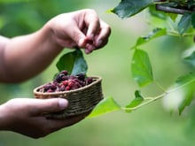 O fruto esquecido e rico em vitamina C: um aliado para o coração, olhos e a pressão arterial